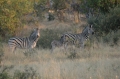 3 zebra 